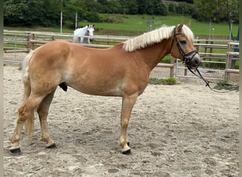 Haflinger, Gelding, 8 years, 15 hh, Chestnut-Red