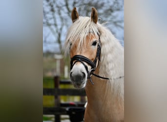 Haflinger, Gelding, 8 years, 15 hh