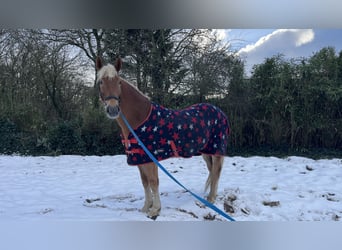 Haflinger Mix, Gelding, 8 years, 15,2 hh