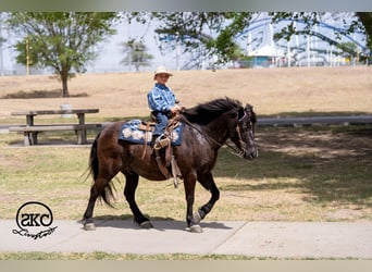 Haflinger Mix, Gelding, 8 years, Black