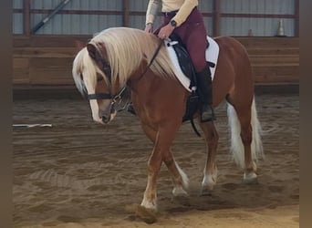 Haflinger, Gelding, 8 years, Chestnut