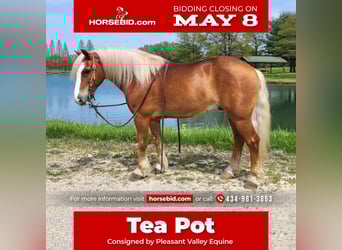 Haflinger, Gelding, 8 years, Chestnut