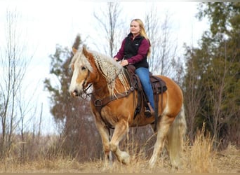 Haflinger Mix, Gelding, 8 years, Sorrel