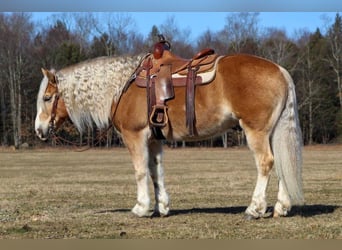 Haflinger Mix, Gelding, 8 years, Sorrel