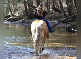 Haflinger Mix, Gelding, 8 years, Sorrel