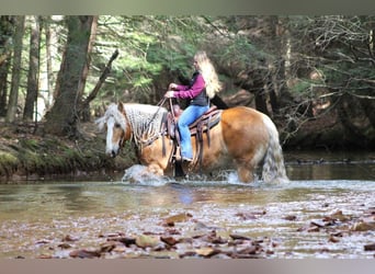 Haflinger Mix, Gelding, 8 years, Sorrel