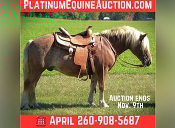 Haflinger, Gelding, 9 years, 13.2 hh, Chestnut