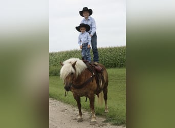 Haflinger, Wallach, 9 Jahre, 13,2 hh