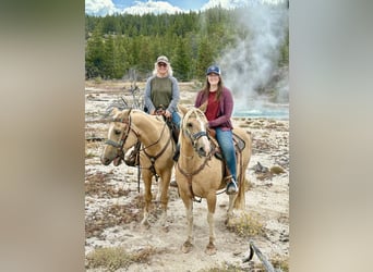 Haflinger Mix, Gelding, 9 years, 14.1 hh, Palomino