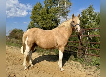Haflinger Mix, Gelding, 9 years, 14.1 hh, Palomino