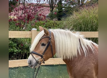 Haflinger, Gelding, 9 years, 14,2 hh, Chestnut-Red