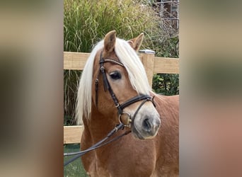 Haflinger, Gelding, 9 years, 14,2 hh, Chestnut-Red