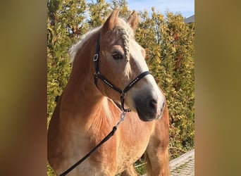 Haflinger, Gelding, 9 years, 14.2 hh, Chestnut-Red