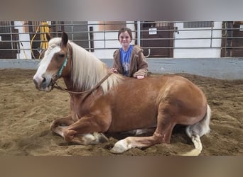 Haflinger, Gelding, 9 years, 14.2 hh, Chestnut