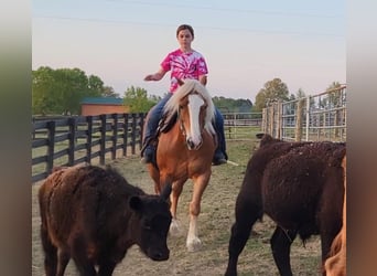 Haflinger, Gelding, 9 years, 14.2 hh, Chestnut