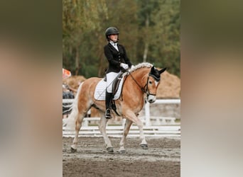 Haflinger, Gelding, 9 years, 14.2 hh