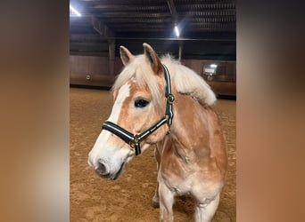 Haflinger, Gelding, 9 years, 14.2 hh