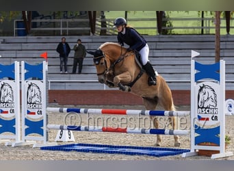 Haflinger, Gelding, 9 years, 14.2 hh, Palomino
