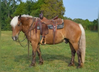 Haflinger, Gelding, 9 years, 14 hh, Palomino
