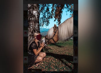 Haflinger, Gelding, 9 years, 14,2 hh, Chestnut-Red