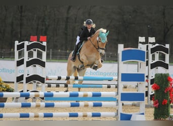 Haflinger, Gelding, 9 years, 14,2 hh, Chestnut-Red
