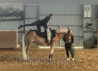 Haflinger, Gelding, 9 years, 14,2 hh, Palomino