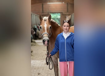 Haflinger, Gelding, 9 years, 15.1 hh, Chestnut-Red