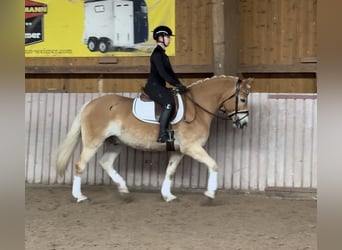 Haflinger, Gelding, 9 years, 15.1 hh