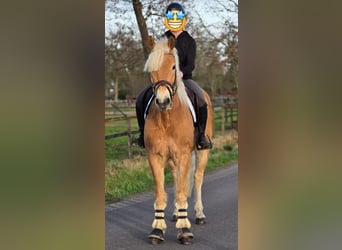 Haflinger, Gelding, 9 years, 15.2 hh, Palomino