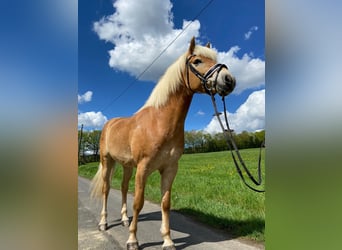 Haflinger, Gelding, 9 years, 15.2 hh, Palomino