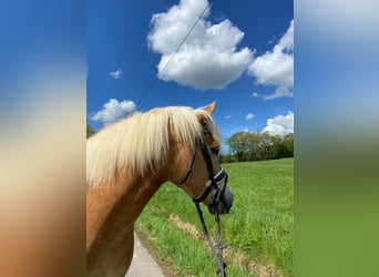 Haflinger, Gelding, 9 years, 15.2 hh, Palomino