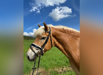 Haflinger, Gelding, 9 years, 15.2 hh, Palomino
