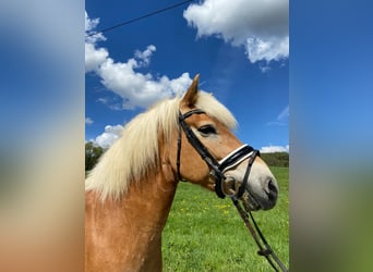 Haflinger, Gelding, 9 years, 15.2 hh, Palomino
