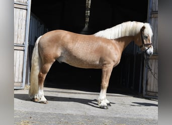 Haflinger, Gelding, 9 years, 15.2 hh, Palomino