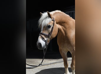 Haflinger, Gelding, 9 years, 15.2 hh, Palomino