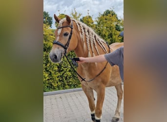 Haflinger, Gelding, 9 years, 15 hh, Chestnut-Red