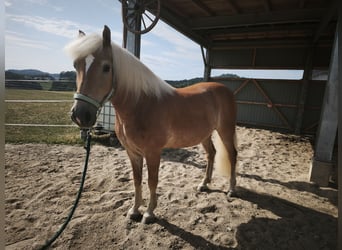 Haflinger, Gelding, 9 years, 15 hh, Sorrel