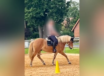 Haflinger, Gelding, 9 years, 15,1 hh, Chestnut-Red