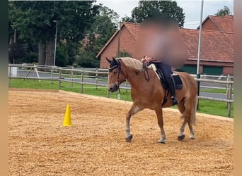 Haflinger, Gelding, 9 years, 15,1 hh, Chestnut-Red