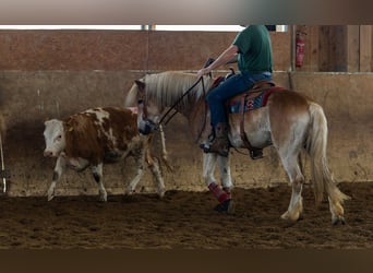 Haflinger, Gelding, 9 years, 15,1 hh, Chestnut-Red