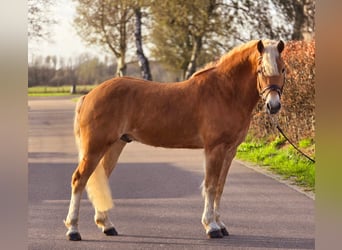Haflinger, Gelding, 9 years, 15,2 hh, Palomino