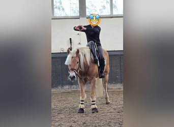 Haflinger, Gelding, 9 years, 15,2 hh, Palomino
