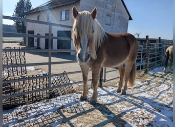 Haflinger, Gelding, 9 years, 16,1 hh, Brown-Light