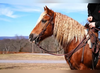 Haflinger Mix, Gelding, 9 years
