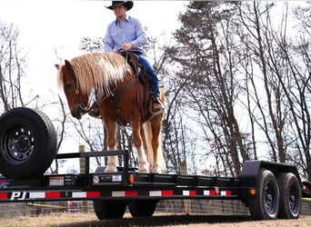 Haflinger Mix, Gelding, 9 years