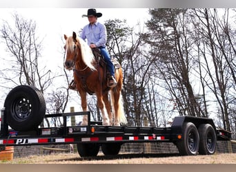 Haflinger Mix, Gelding, 9 years