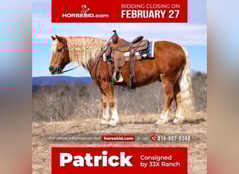 Haflinger Mix, Gelding, 9 years