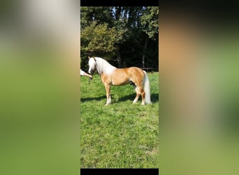 Haflinger, Hengst, 10 Jahre, 151 cm, Fuchs
