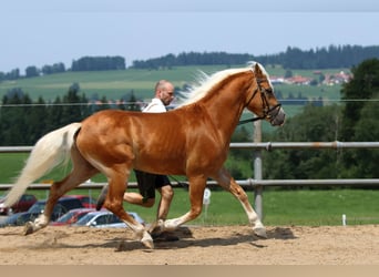 Haflinger, Hengst, 10 Jahre, 151 cm, Fuchs