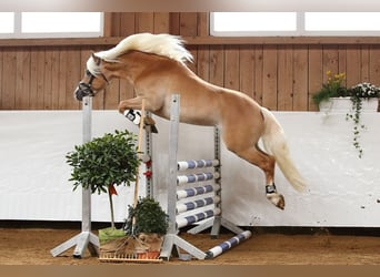 Haflinger, Hengst, 10 Jahre, 151 cm, Fuchs